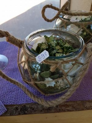 Foto 282 uit NeelyshaBloemen