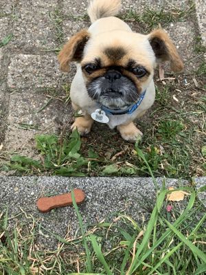 Foto 22 uit PlantenAlerdincksingel