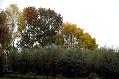 Foto 39 uit Herfst In Beverwaard