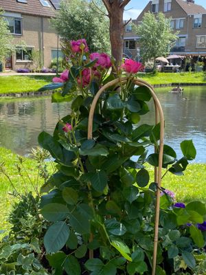 Foto 3 uit AlerdinksingelPlanten