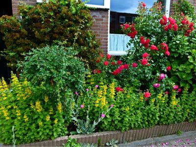 Foto 130 uit Rondje Beverwaard 2026