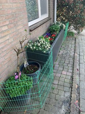 Foto 207 uit Rondje Beverwaard 2026