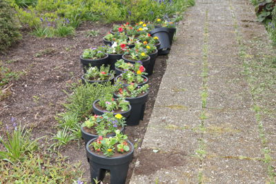 Foto 4 uit Plantjes Ijselburgh