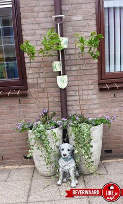 Foto 88 uit LIKEJEWIJK-2016