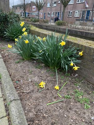 Foto 81 uit Rondje Beverwaard 2026