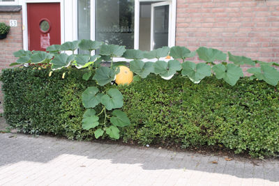 Foto 5 uit Pompoen in Bloei