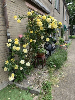 Foto 288 uit StratenBEVERWAARD