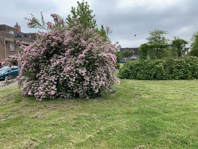 Foto 57 uit Rondje Beverwaard 2026