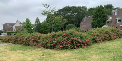 Foto 86 uit Rondje Beverwaard 2026