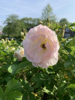 Foto 233 uit Rondje Beverwaard 2026