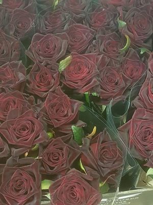 Foto 119 uit NeelyshaBloemen