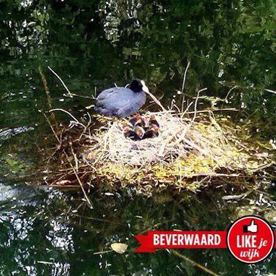 Foto 450 uit LIKEJEWIJK FOTO'S_2