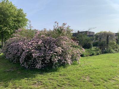 Foto 227 uit Rondje Beverwaard 2026