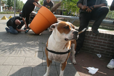 Foto 14 uit Grote-Bloem-Potten