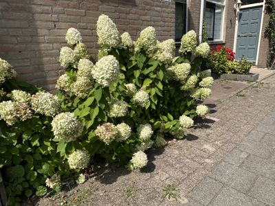 Foto 357 uit Rondje Beverwaard 2026