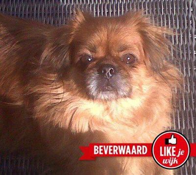 Foto 227 uit LIKEJEWIJK FOTO'S_2