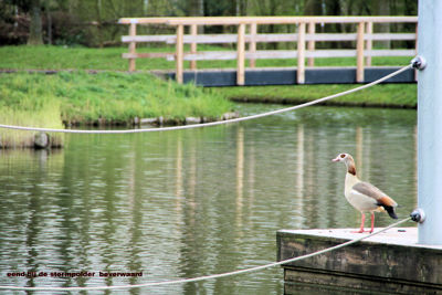 Foto 501 uit StratenBEVERWAARD