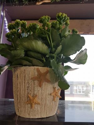 Foto 50 uit NeelyshaBloemen