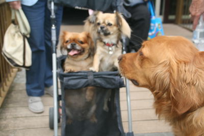 Foto 238 uit Ouderen4Daagse2017