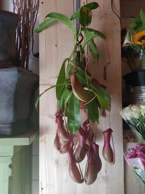 Foto 26 uit De Bloemenboetiek