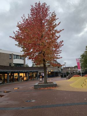 Foto 4 uit X-Herfst Verschillende jaren  2026