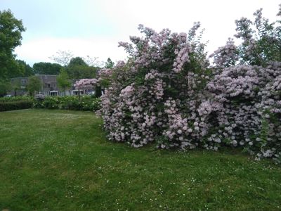 Foto 345 uit TropischeTuin 2017