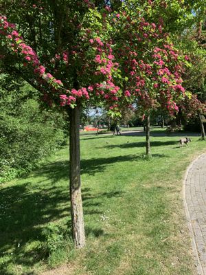 Foto 92 uit Rondje Beverwaard 2026