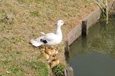 Foto 4 uit MooisUitBeverwaard