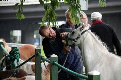 Foto 32 uit Paardenmarkt29-6