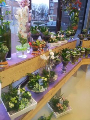 Foto 71 uit NeelyshaBloemen