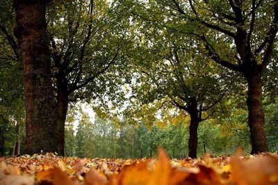 Foto 60 uit Herfst In Beverwaard