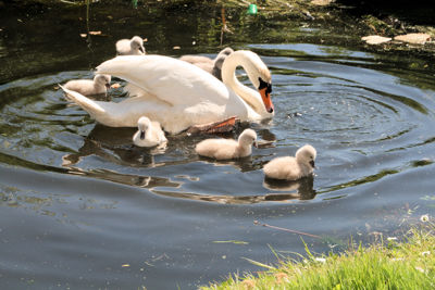 Foto 2 uit ZwaanMet8Jongen