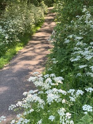 Foto 29 uit Rondje Beverwaard 2026