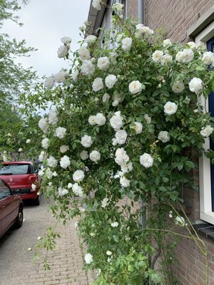 Foto 54 uit Rondje Beverwaard 2026