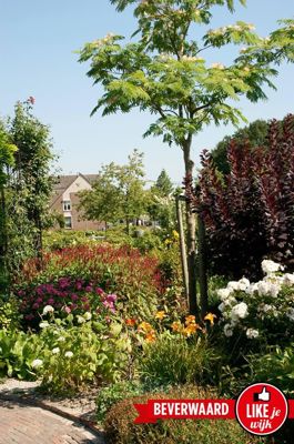 Foto 258 uit LIKEJEWIJK FOTO'S_3