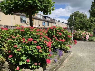 Foto 302 uit Rondje Beverwaard 2026