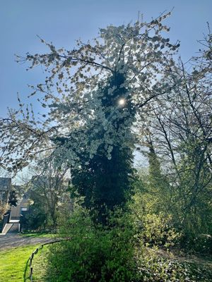 Foto 211 uit Rondje Beverwaard 2026