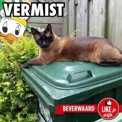 Foto 498 uit LIKEJEWIJK FOTO'S_2