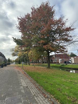 Foto 42 uit X-Herfst Verschillende jaren  2026