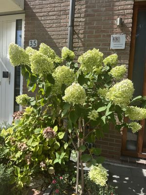 Foto 361 uit Rondje Beverwaard 2026