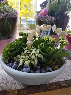 Foto 333 uit NeelyshaBloemen