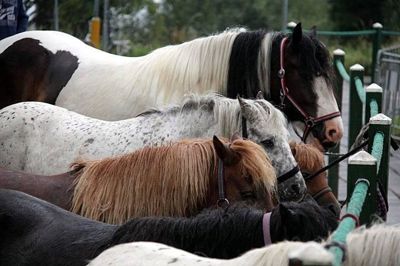 Foto 52 uit Paardenmarkt29-6