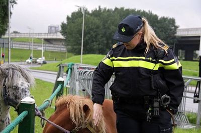 Foto 91 uit Paardenmarkt29-6