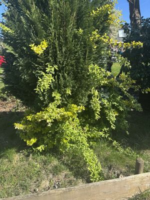 Foto 263 uit Rondje Beverwaard 2026