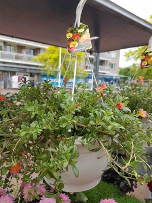 Foto 287 uit NeelyshaBloemen