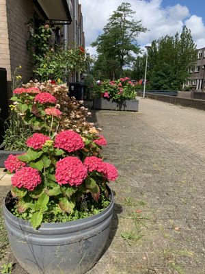 Foto 290 uit Rondje Beverwaard 2026