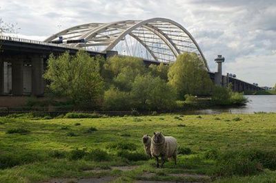 Foto 519 uit BRIENENOORDBRUG