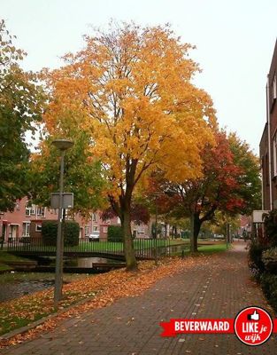 Foto 129 uit LIKEJEWIJK FOTO'S_3