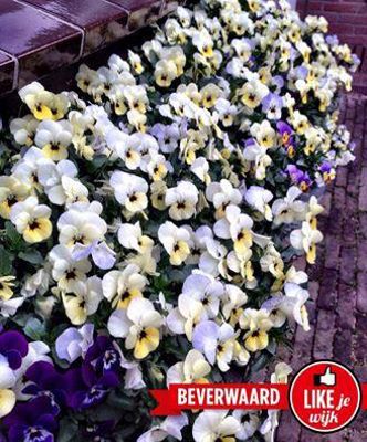 Foto 699 uit LIKEJEWIJK FOTO'S_2