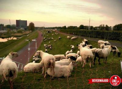 Foto 9 uit LIKEJEWIJK 2017